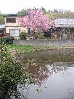 富士桜「おかめ」：松尾寺_e0362696_14365402.jpg