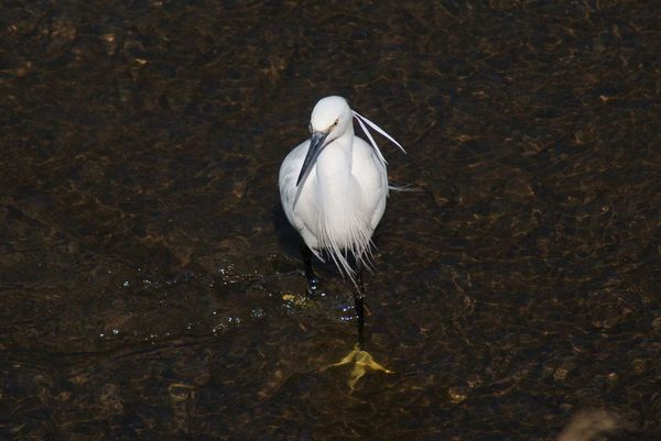 コサギ（野鳥）_e0362696_14400513.jpg