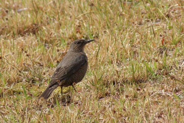 今日の野鳥：イソヒヨドリ_e0362696_14401744.jpg