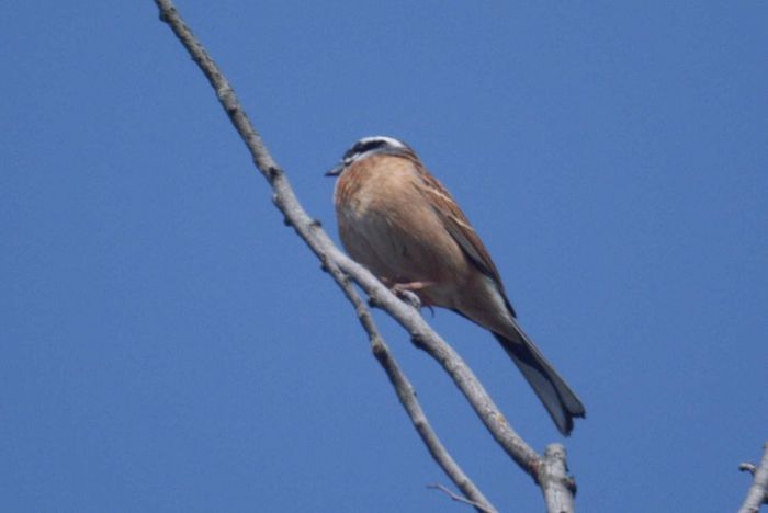 今日の野鳥：ホオジロ_e0362696_14404156.jpg