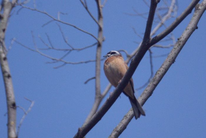 今日の野鳥：ホオジロ_e0362696_14404159.jpg