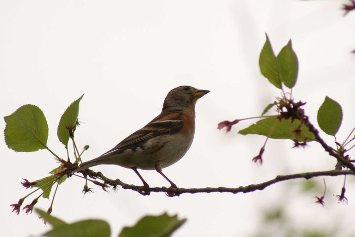 今日の野鳥：アトリ・・・♀_e0362696_14405225.jpg