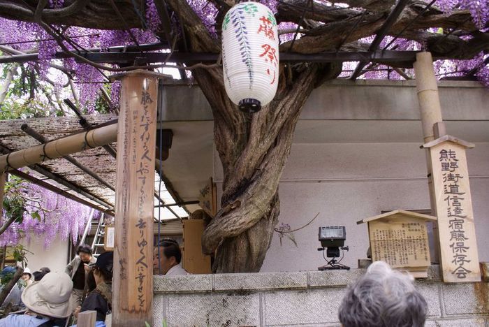 泉南市熊野街道：梶本家の藤棚_e0362696_14405642.jpg