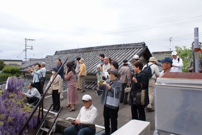 泉南市熊野街道：梶本家の藤棚_e0362696_14405746.jpg