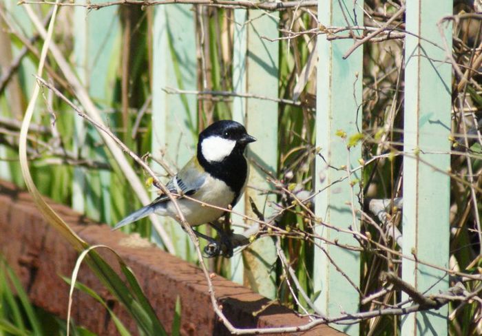 ルリビタキ：コゲラ今日の野鳥blog：2010/03/27_e0362696_14513875.jpg