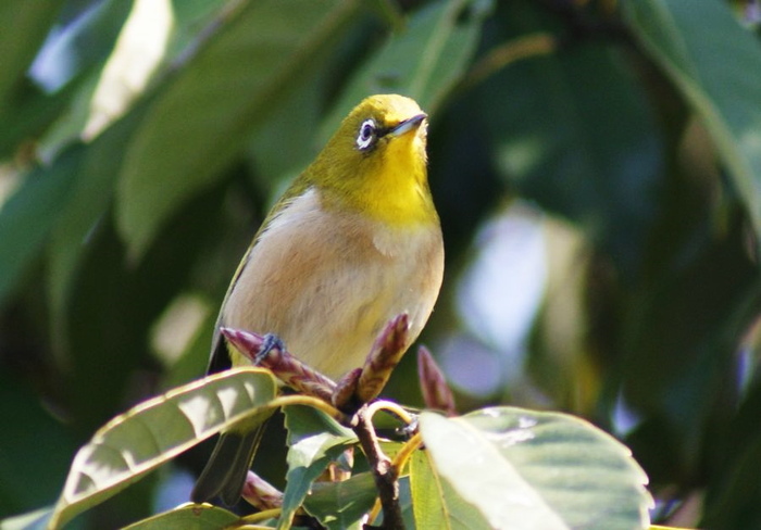 ルリビタキ：コゲラ今日の野鳥blog：2010/03/27_e0362696_14513934.jpg