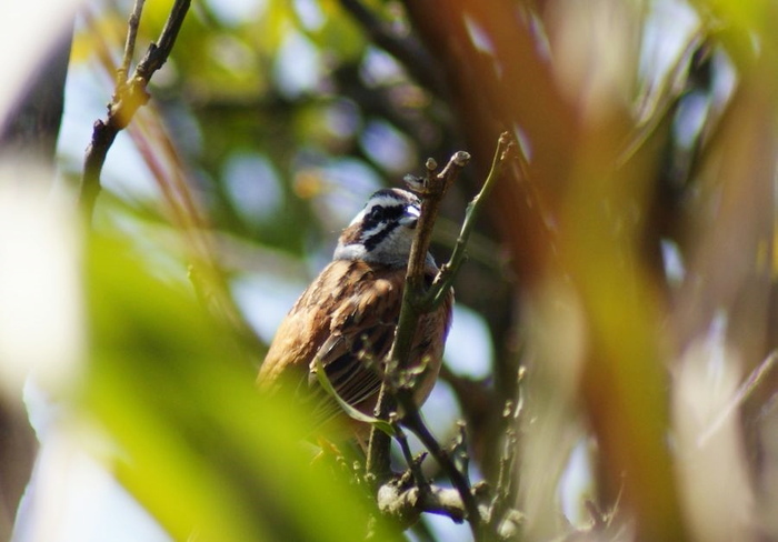 ウグイス＆ホオジロ今日の野鳥blog：2010/04/17_e0362696_14522925.jpg