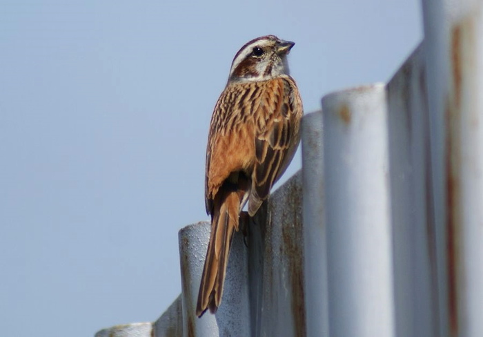 ウグイス＆ホオジロ今日の野鳥blog：2010/04/17_e0362696_14522927.jpg