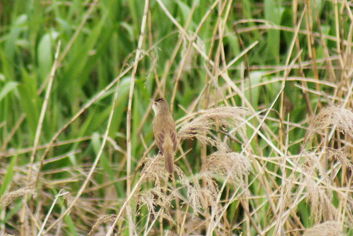 コアジサシ今日の野鳥blog：2010/05/06_e0362696_14531926.jpg