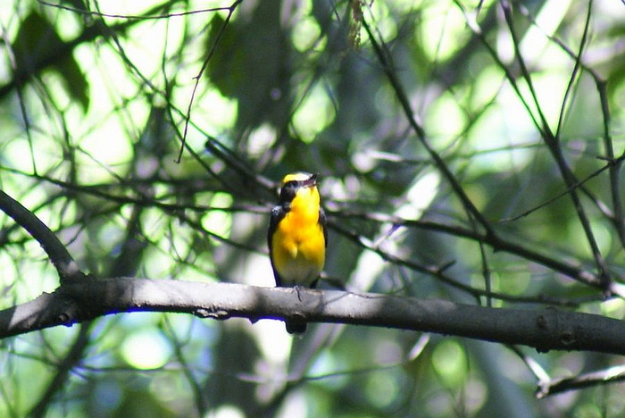 キビタキ今日の野鳥blog：2010/05/16_e0362696_14533651.jpg