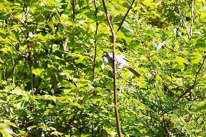 ウグイス今日の野鳥blog：2010/05/26_e0362696_14535604.jpg