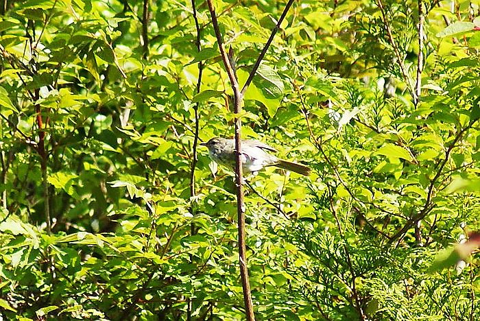 ウグイス今日の野鳥blog：2010/05/26_e0362696_14535720.jpg