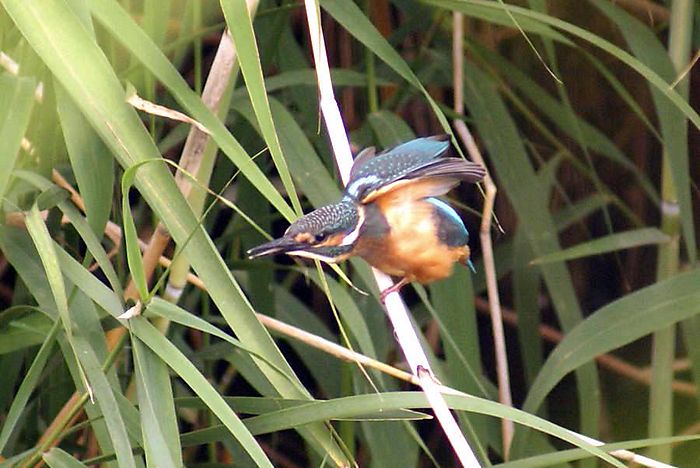 カワセミ　今日の野鳥blog：2010/06/19_e0362696_14543325.jpg