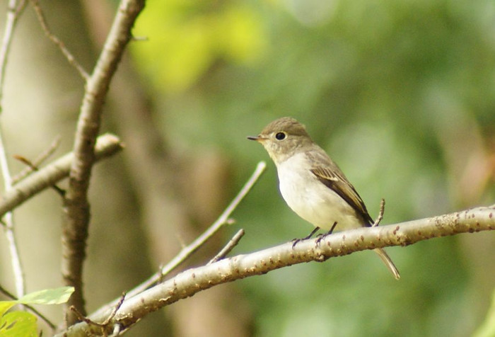 キビタキ雌　今日の野鳥blog_e0362696_14564495.jpg