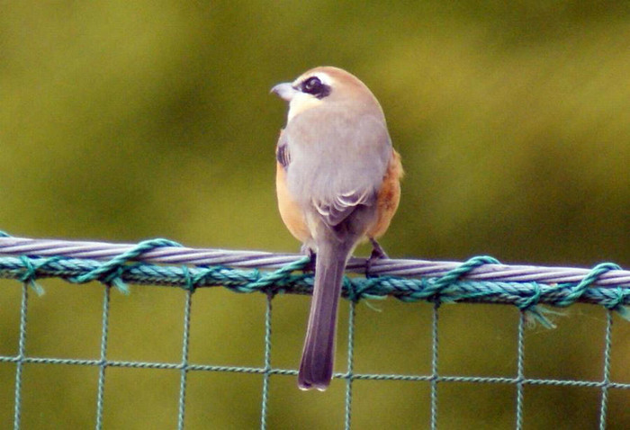 モズ　今日の野鳥blog_e0362696_14570186.jpg