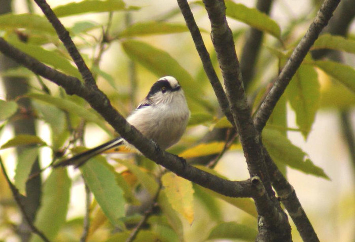 今日の野鳥_e0362696_14574484.jpg