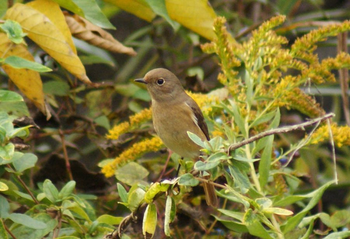 今日の野鳥_e0362696_14574517.jpg