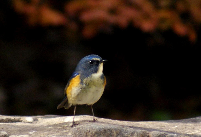 今日の野鳥　ルリビタキ_e0362696_14575458.jpg