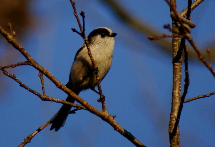 今日の野鳥：エナガ_e0362696_14581777.jpg