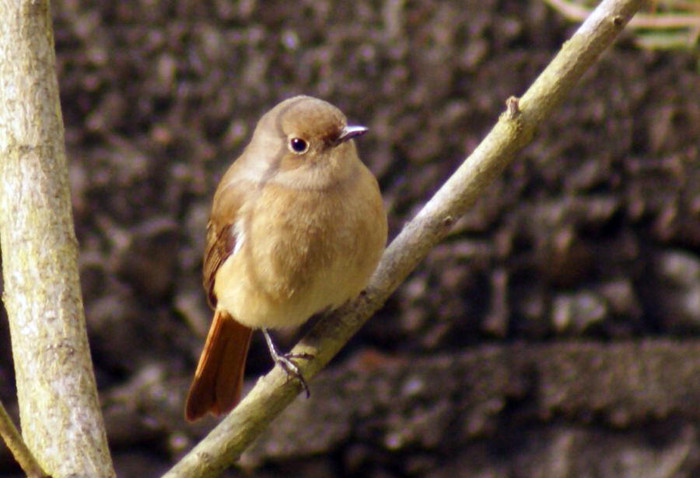 今日の野鳥：ジョウビタキ♂♀_e0362696_14582120.jpg