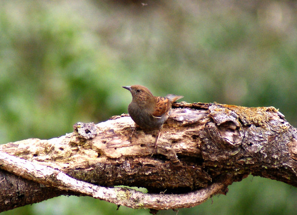 今日の野鳥：カヤクグリ_e0362696_15011728.jpg