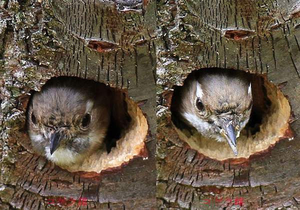 コゲラの巣作り 喜びを伝える 喜傳