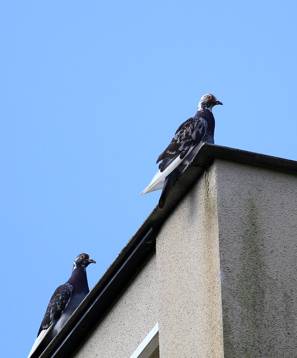 白黒まだらの鳩 喜びを伝える 喜傳