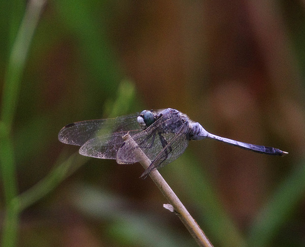 e0362696_15284932.jpg