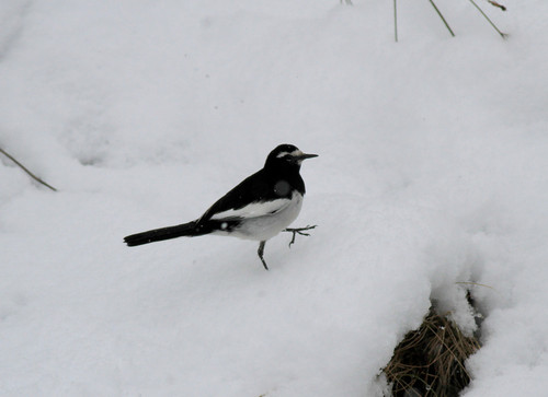 白い雪の中、白黒のセグロセキレイ！_e0362696_15335114.jpg