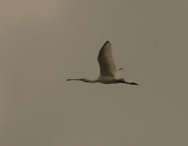 e0362696_15453278.jpg
