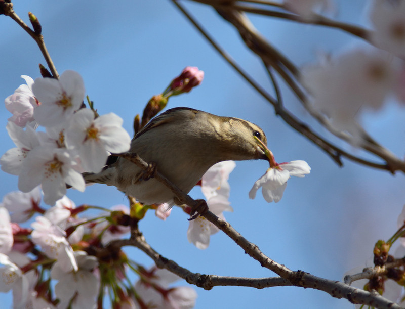 桜ニューナイ雀の花ラッパ_e0362696_15504751.jpg