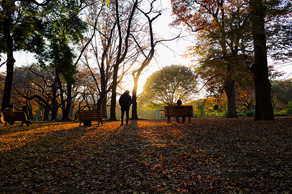 今日の夕方は代々木公園の紅葉を 写真家 永嶋勝美の 散歩の途中で 今日の夕方は代々木公園の紅葉を 写真家 永嶋勝美の 散歩の途中で