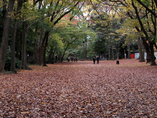 紅葉探訪22　下鴨神社など_e0048413_19175730.jpg