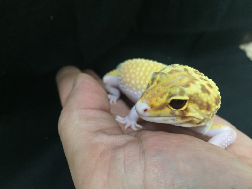 レオパの販売 : 横浜の爬虫類専門店 | アクアマイティーBLOG レオパの販売 : 横浜の爬虫類専門店 | アクアマイティーBLOG