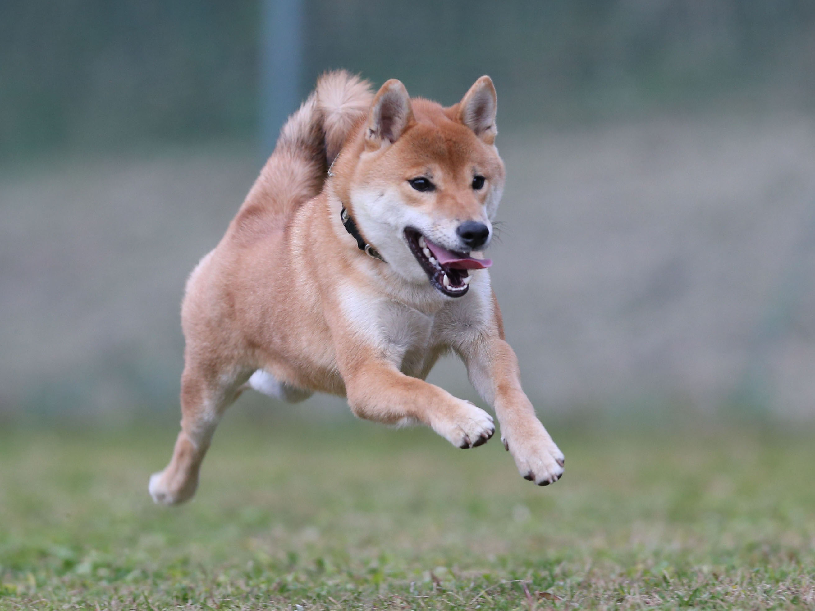 ディニーズガーデンさんで飛行犬撮影会_e0196319_22255466.jpg