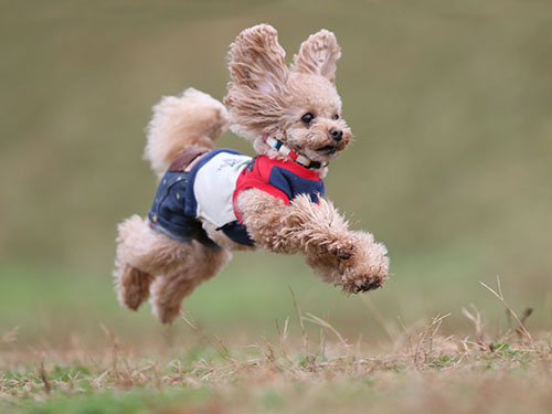 ディニーズガーデンさんで飛行犬撮影会_e0196319_2230229.jpg