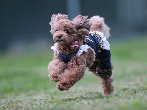 ディニーズガーデンさんで飛行犬撮影会_e0196319_2231587.jpg