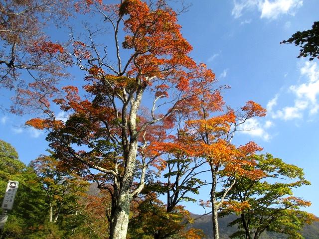 前橋市　赤城山　環境ガイド養成講座で歩いた出張峠から陣笠山　　　　　Debari to Jingasa in Mount Akagi_f0308721_1364431.jpg