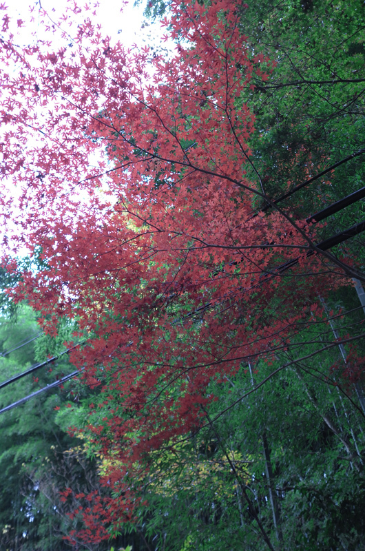 c0176622_14333624.jpg