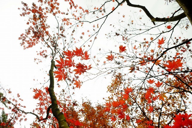 修善寺で紅葉の撮影してきました【ブログ更新】_f0221724_18262346.jpg