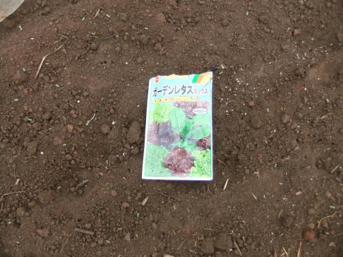 レタスあれこれ...防寒対策_b0137932_13112430.jpg