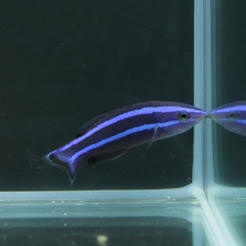 海水魚アップ完了！_d0221436_23285225.jpg