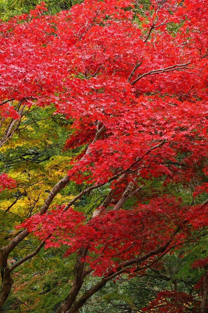 牛滝山・大威徳寺の紅葉(その3)@2016-11-21_d0250840_00161902.jpg