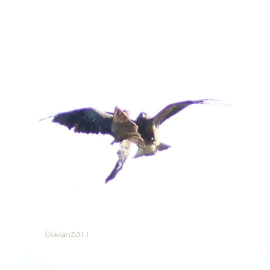 奥日光 オオワシ・オジロワシを探そう!2016 in 千手が浜_e0227942_22360069.jpg