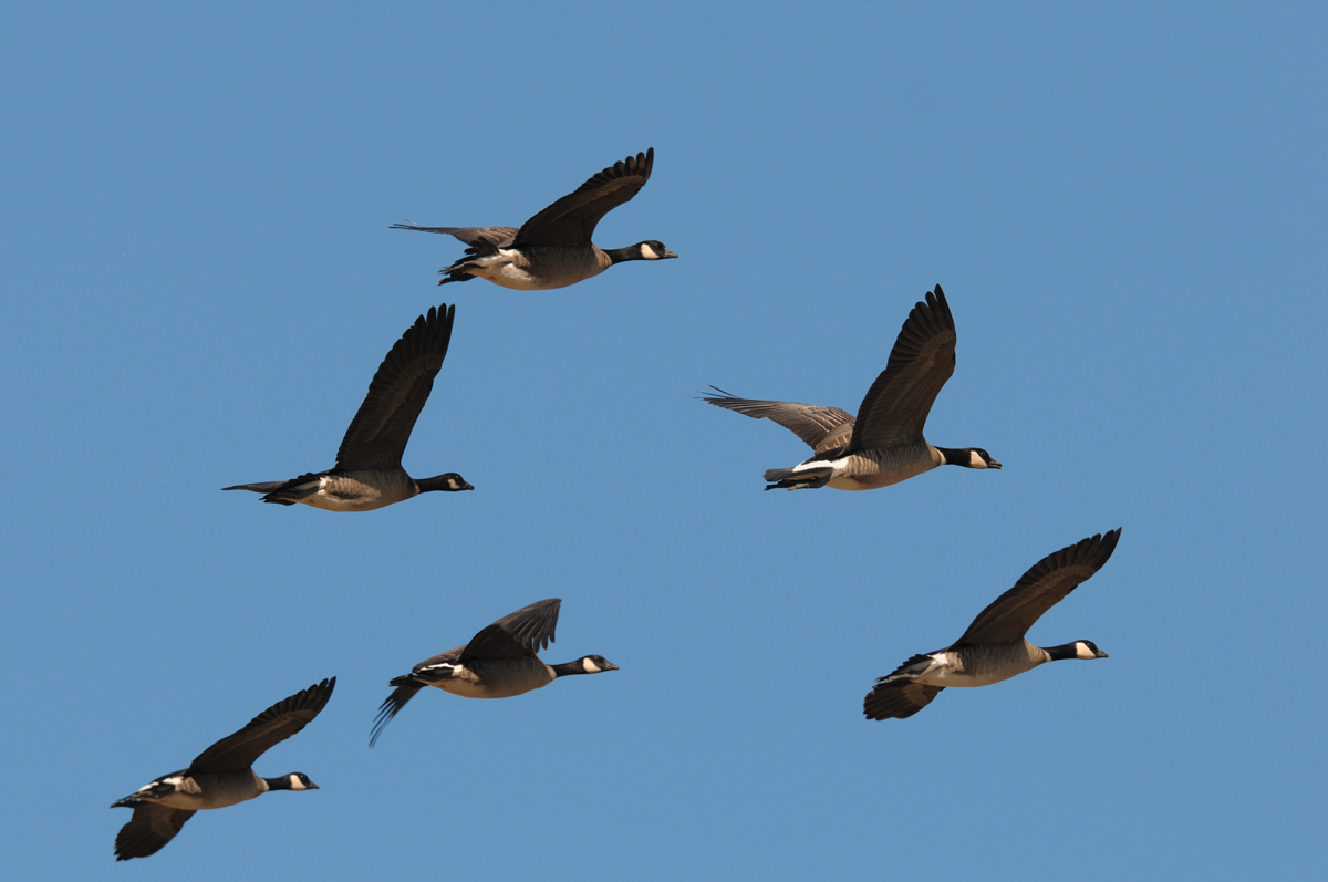 ２０１６年１０月、１１月の鳥たち  _a0039245_1442177.jpg