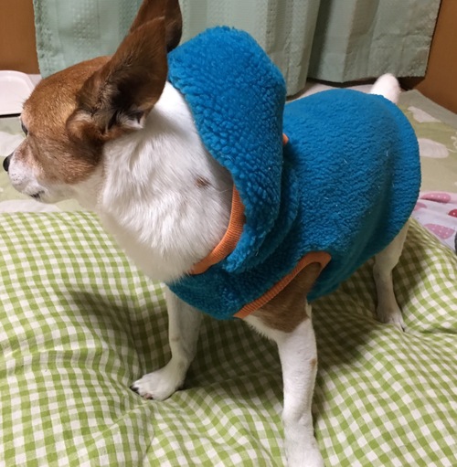 もこもこの犬服を作ってみた。寒いもんね_a0314846_13294598.jpg