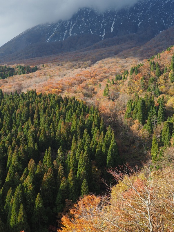 大山　初冠雪とブナ林　2016.11.11_f0169147_17122440.jpg