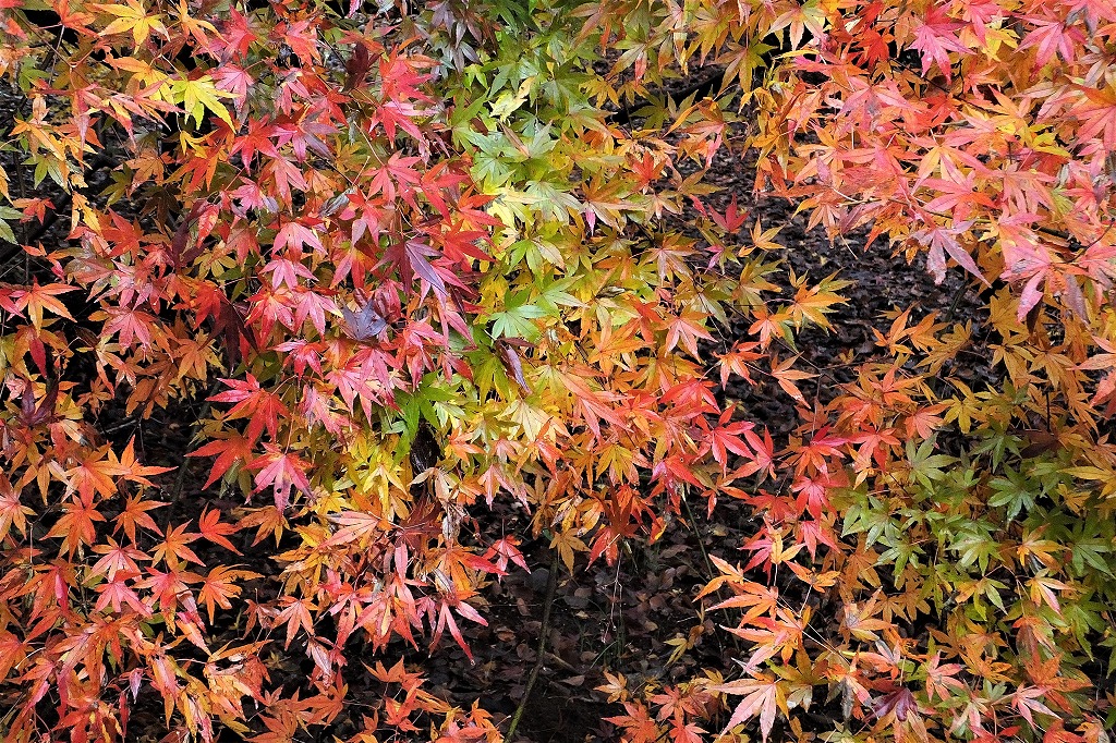 b0236251_1153485.jpg
