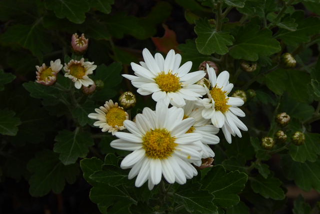 八重咲コスモス、八重咲秋明菊、八重咲カランコエ、一重の小菊_a0030958_2354845.jpg