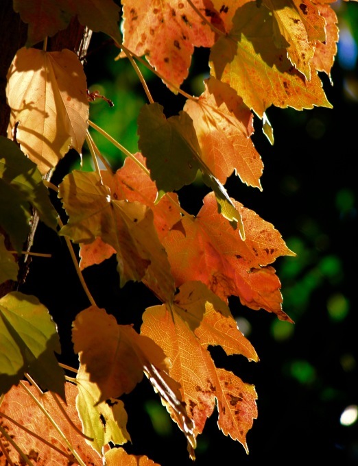 a0248459_16271362.jpg